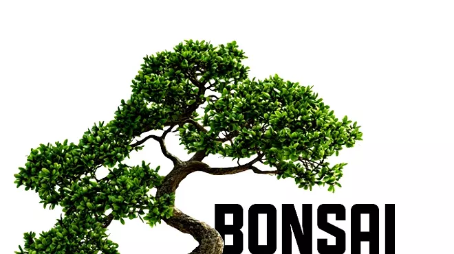 Image: Bonsai Bar
