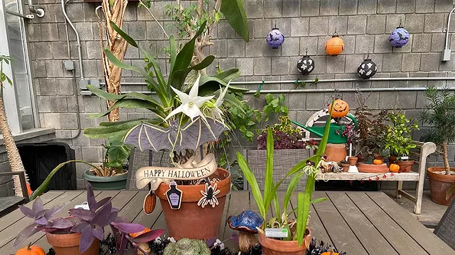Image: Boos and Blooms at the Greenhouse