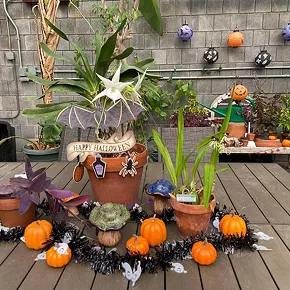 Image: Boos and Blooms at the Greenhouse