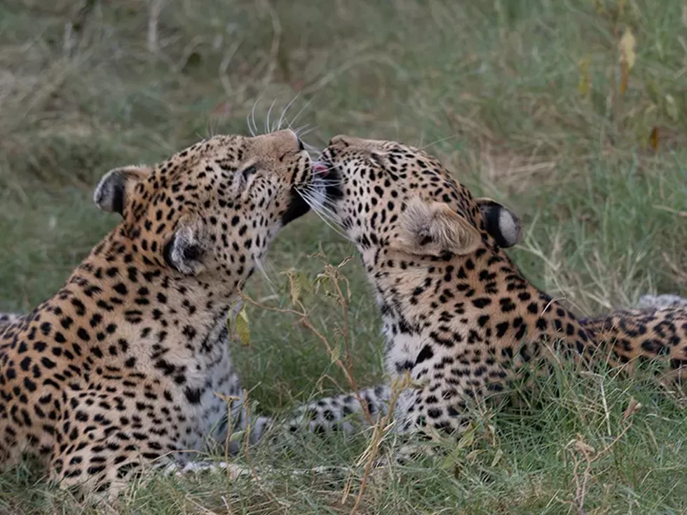 kisses-for-web-2.webp
