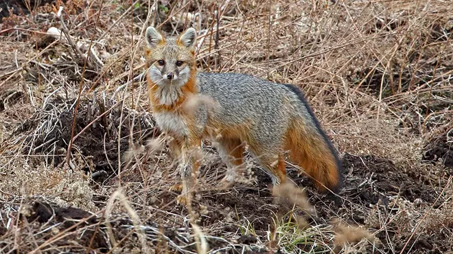 Image: Boundin' Furbearers