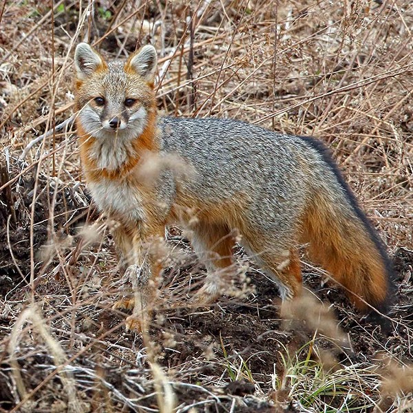 Boundin' Furbearers