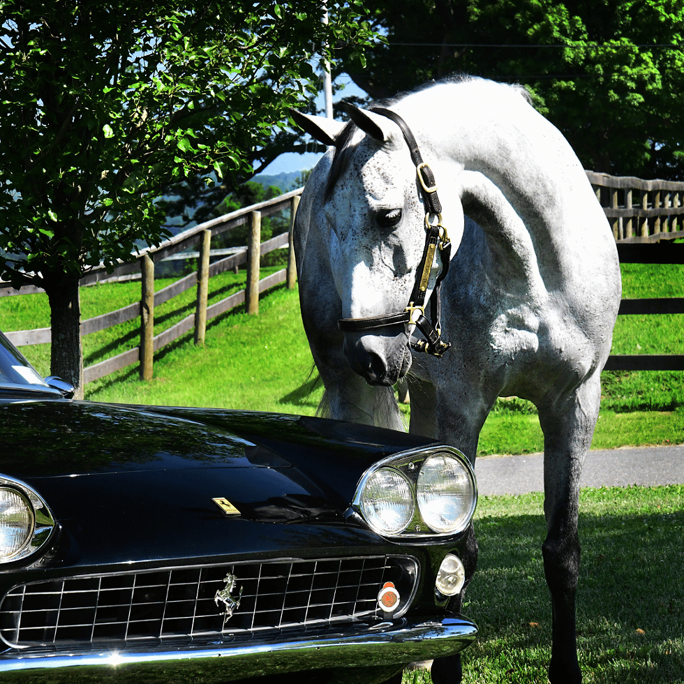 bridlemont_concours.png