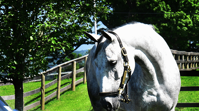 Image: Bridlemont Concours