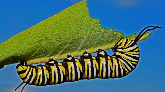 Caterpillar Storytime
