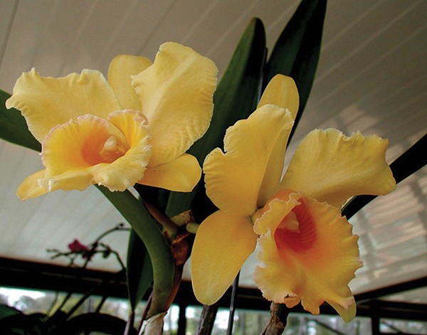 Cattleya orchids need a good deal - of light for optimum bloom.