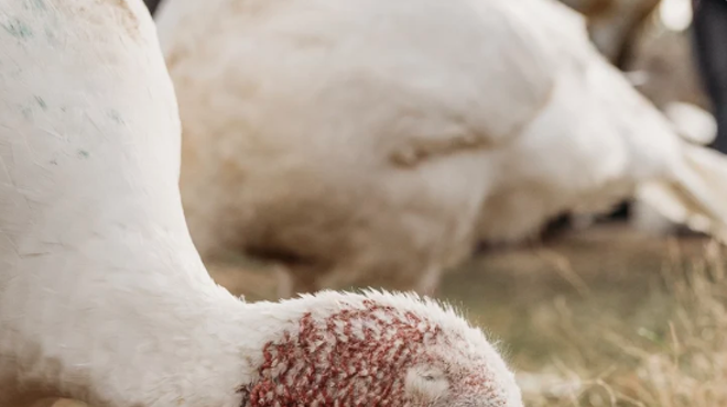 Image: Celebrate Turkeys!