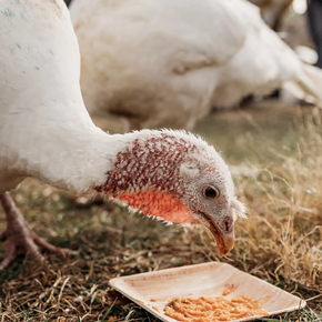 Image: Celebrate Turkeys!