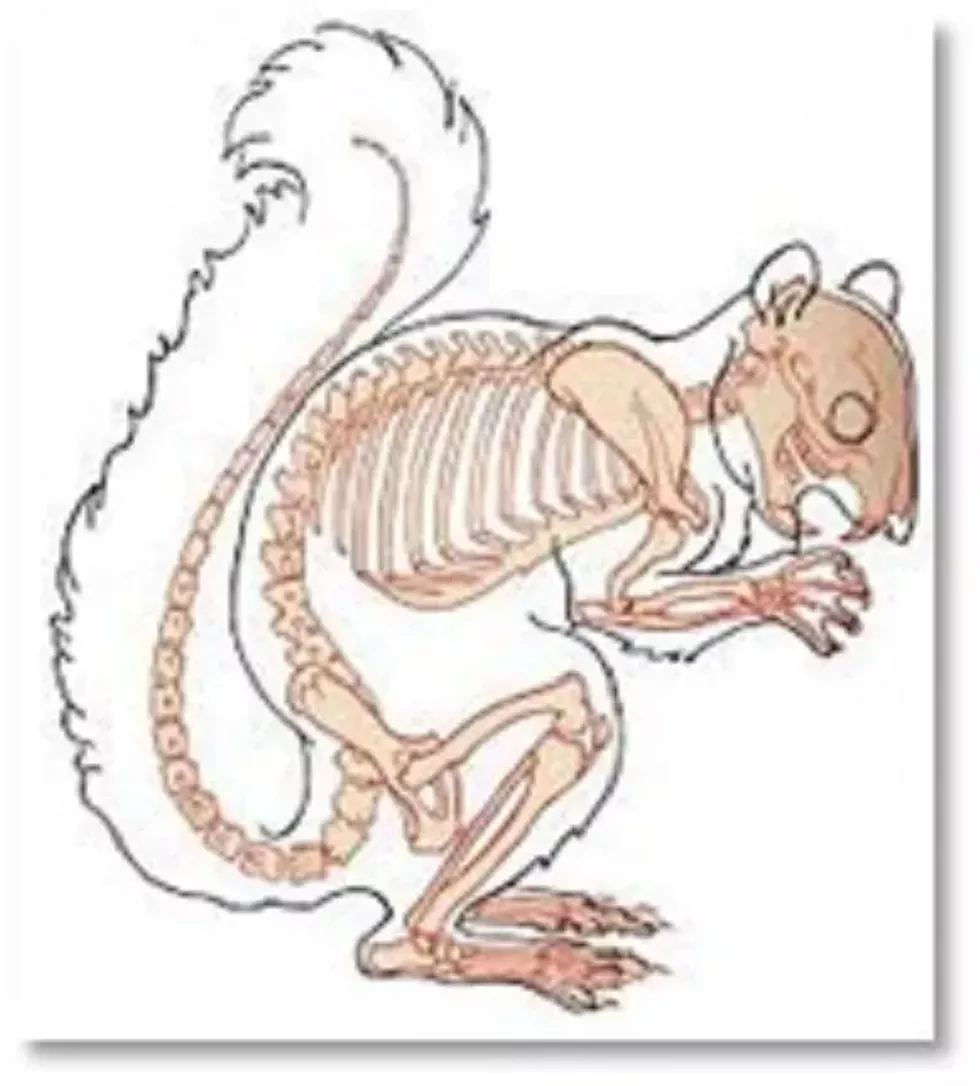 staatsburgh-skull-and-bone-2.webp