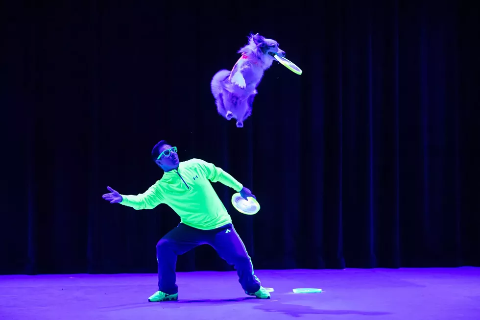 stuntdogs_valleyfair_157-1-scaled.webp