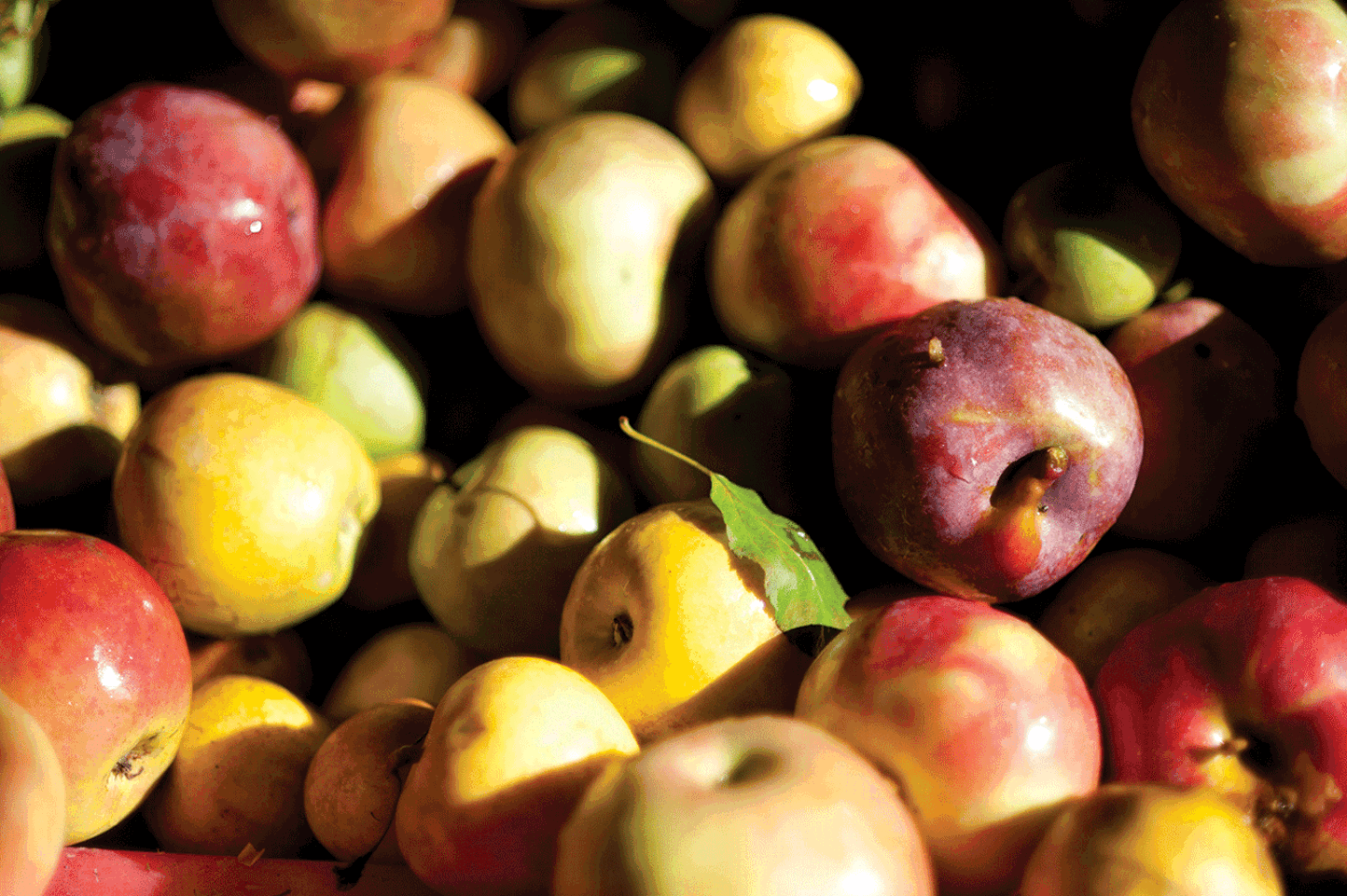 Ciders of the Hudson Valley