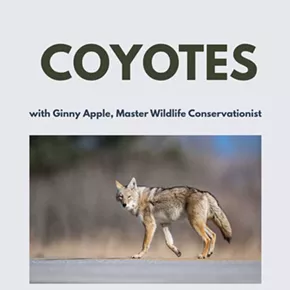 Image: Coyotes with Ginny Apple