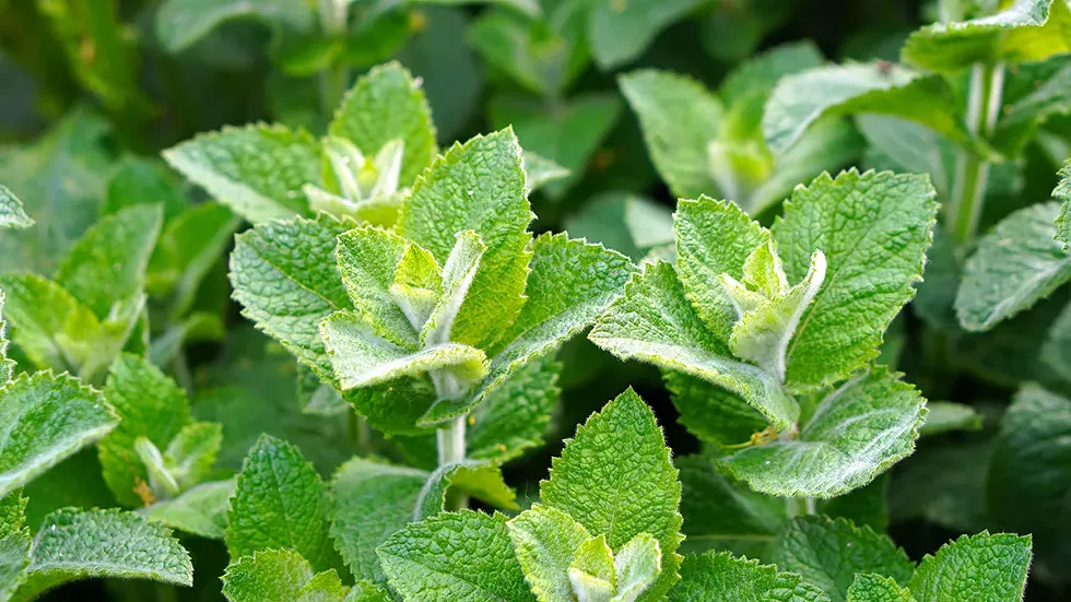 peppermint.webp