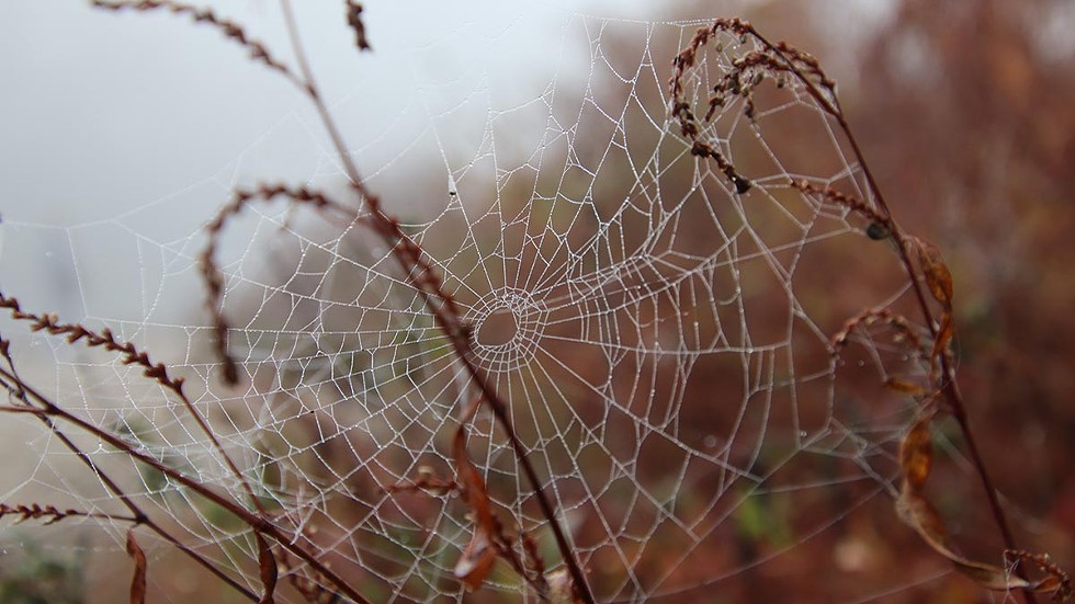 spiderweb---meadow---halloween-walk.jpg
