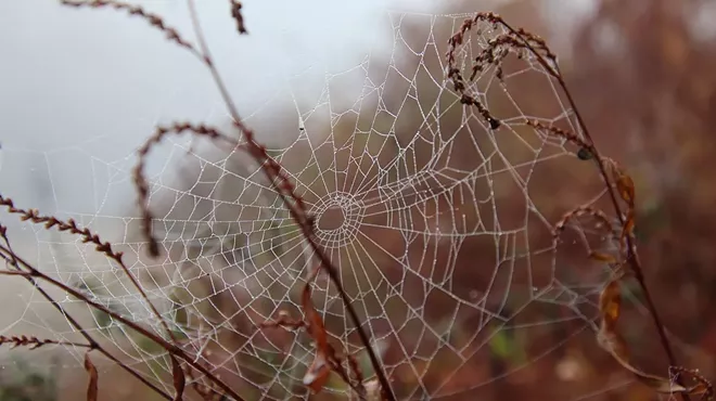 Image: Creepy Crawly Trick-or-Treat Walk