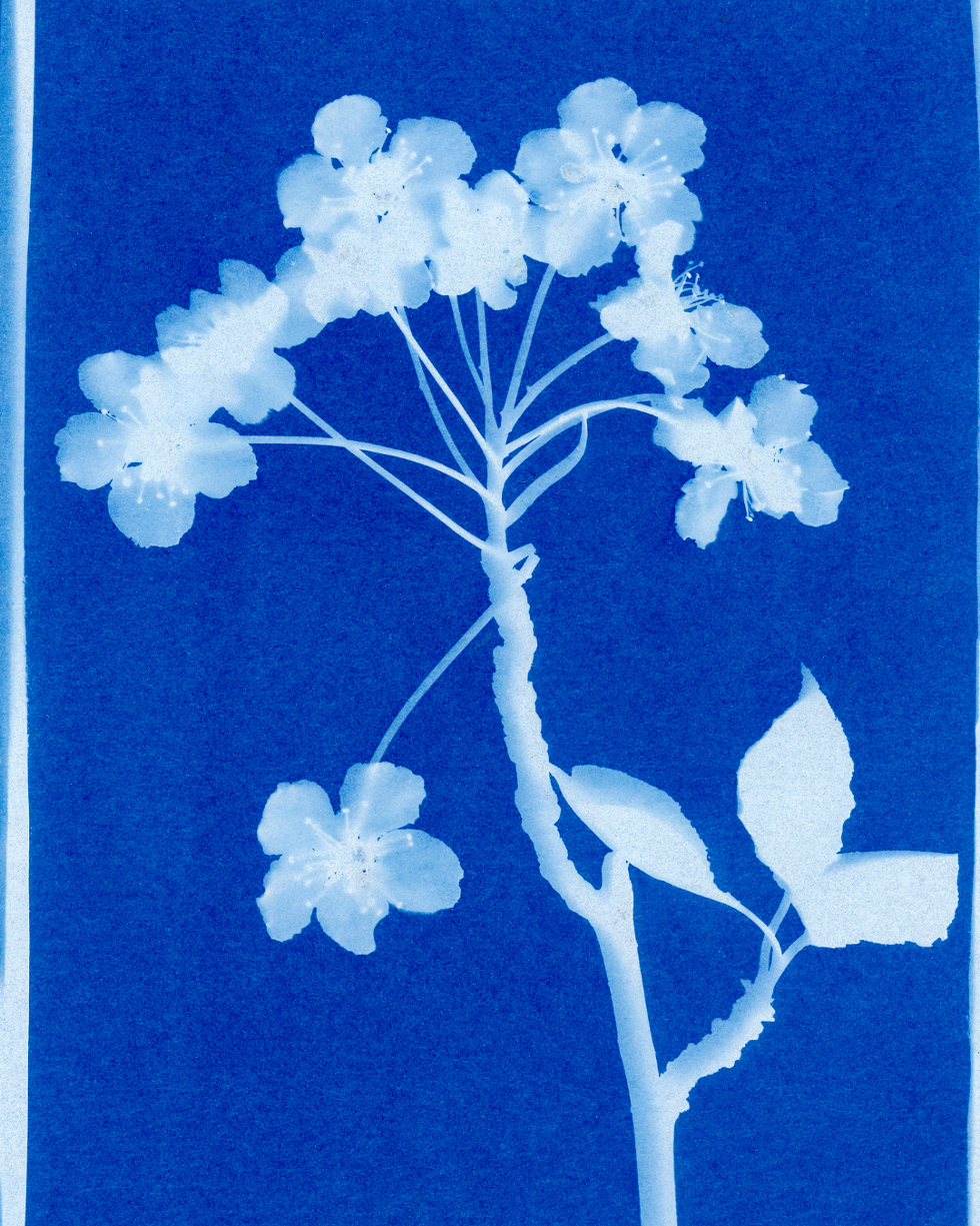 Cyanotype Class at Garrison Art Center