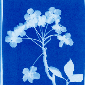 Image: Cyanotype Class at Garrison Art Center
