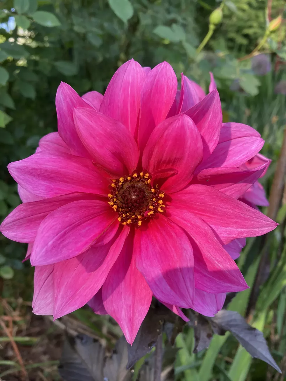 Pollinator Friendly Dahlia