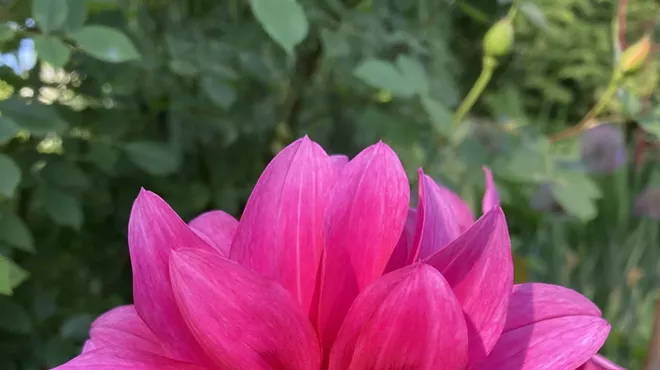Image: Demystifying Dahlias