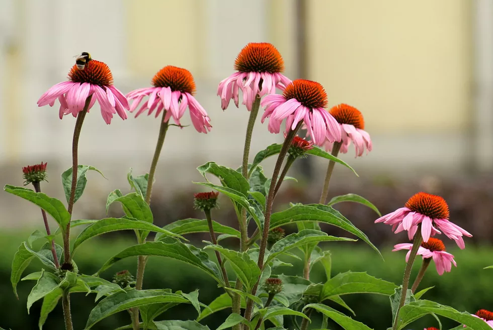 purple-coneflower-4365379.webp