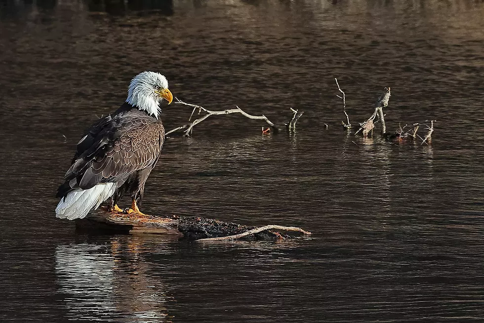 eagle-in-river---photo-by-david-b-soete.webp