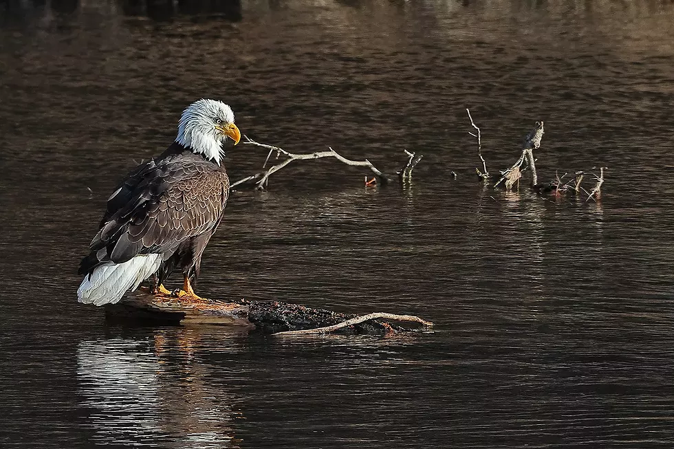 eagle_photo_by_david_b._soete.webp