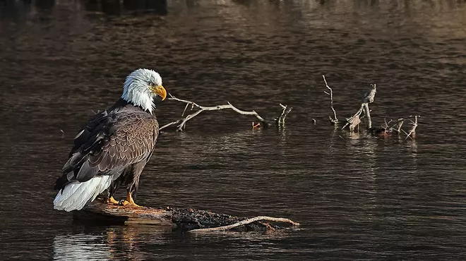 Image: Eagle Watch Bus Tour