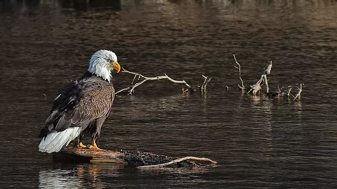 Image: Eagle Watch Bus Tour