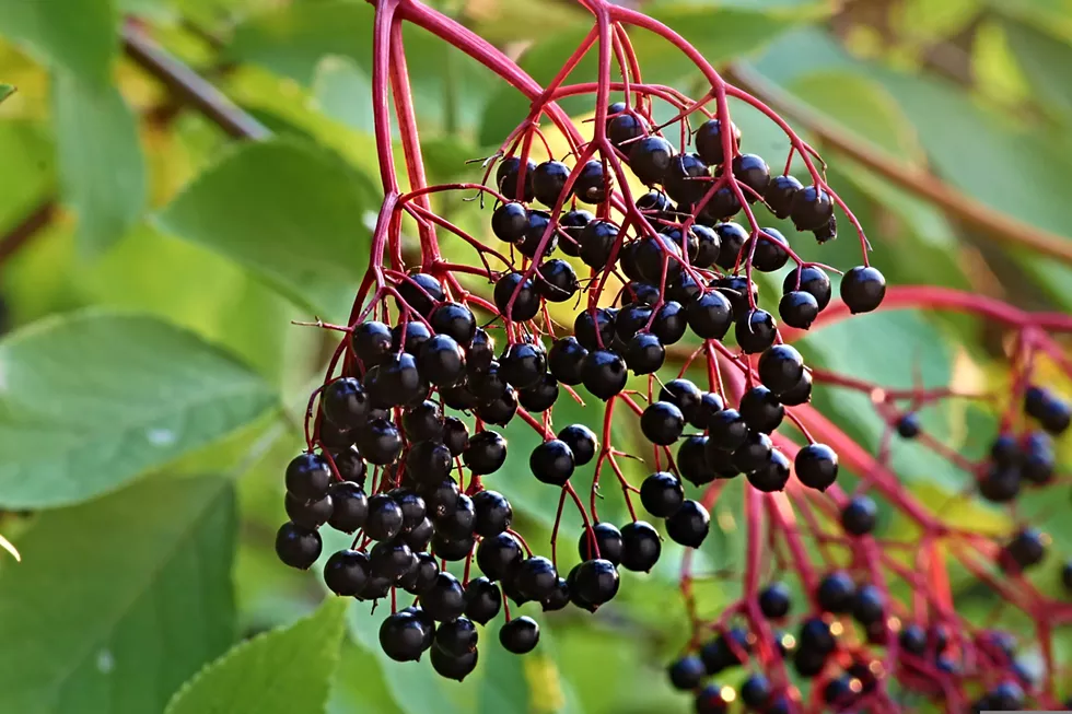 elderberry_hr.webp