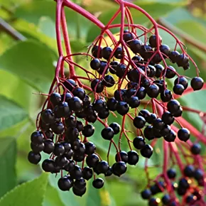 Image: Elderberry Syrup Workshop with Jeanine Davis: Edible & Medicinal Plant Exploration