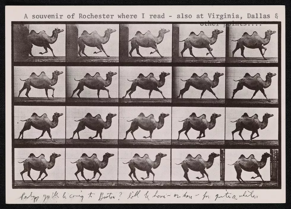 Eadweard Muybridge, Camel Galloping (1887). Postcard from Elizabeth Bishop to James Merrill, November 20, 1978.