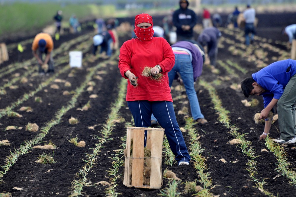 Migrant farmworkers plant onions by hand in the spring in New York.
