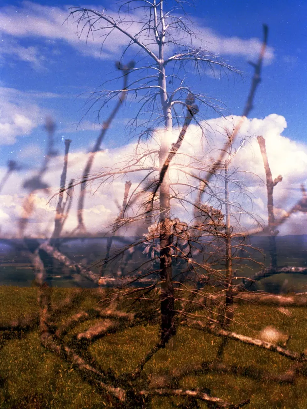 Minnewaska Apple Trees