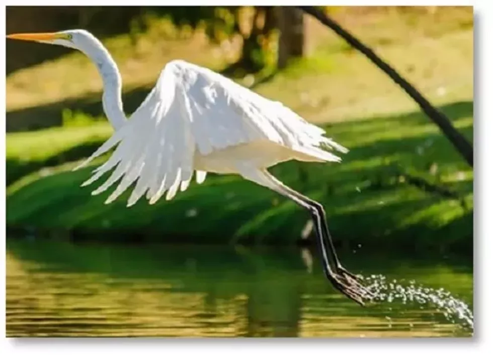 bird.webp