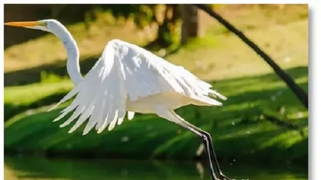 Image: Fall Bird Walk with the Alan Devoe Bird Club