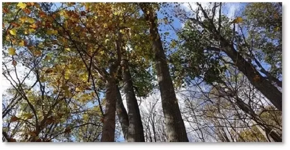 clermont_-_trees.webp