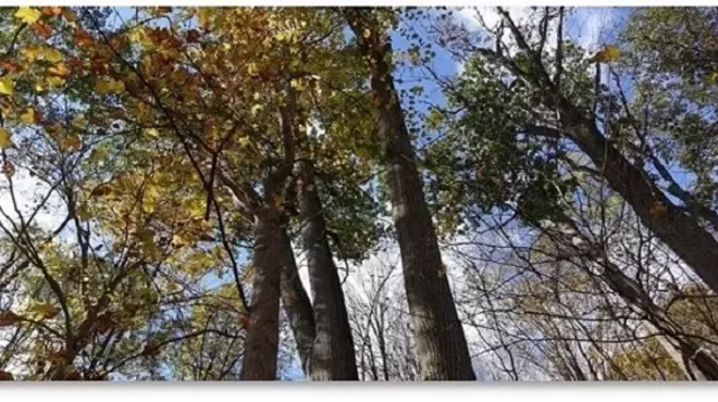 Image: Fall Forest Bathing Walk