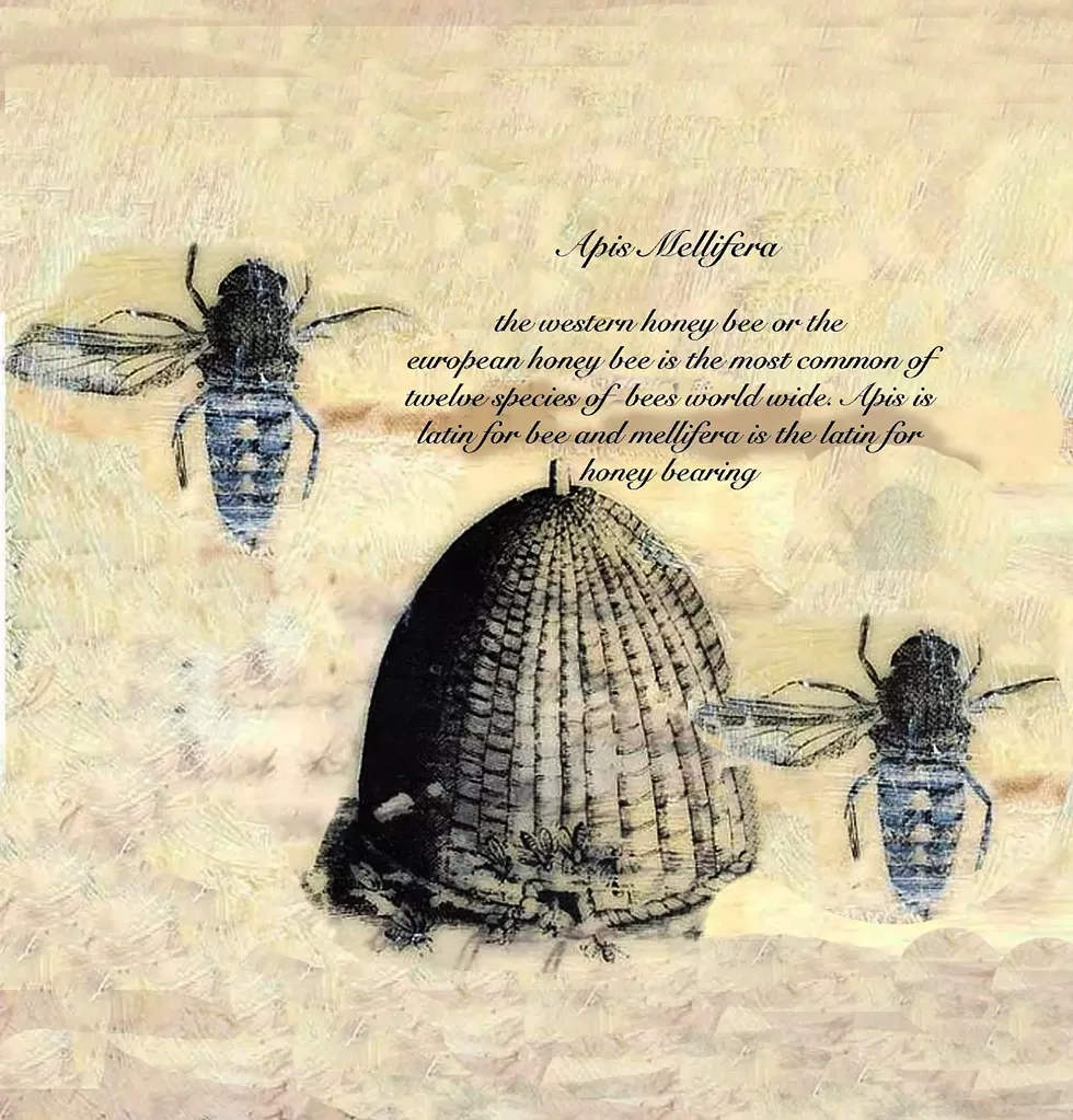 maria_zincio___bee_skep__return_to_home__encaustic_collage_6x6.webp