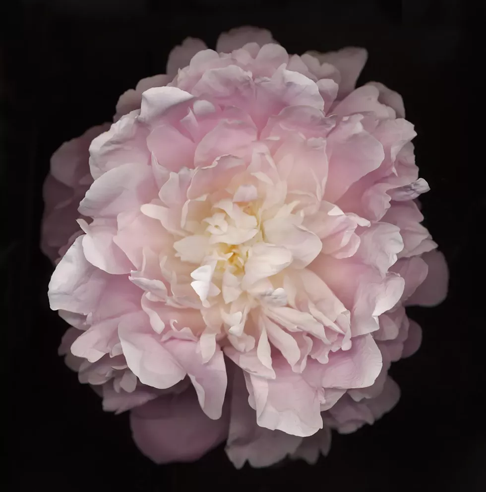 Flower 47 (Black Series) by Chad Kleitsch, archival pigment print, 30 x 30 inches