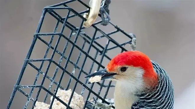 Image: First Sundays: Family Studio Hour: Birds!