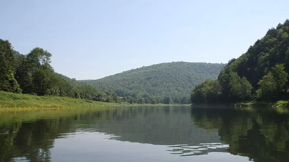 fish-of-the-delaware-dhc.webp