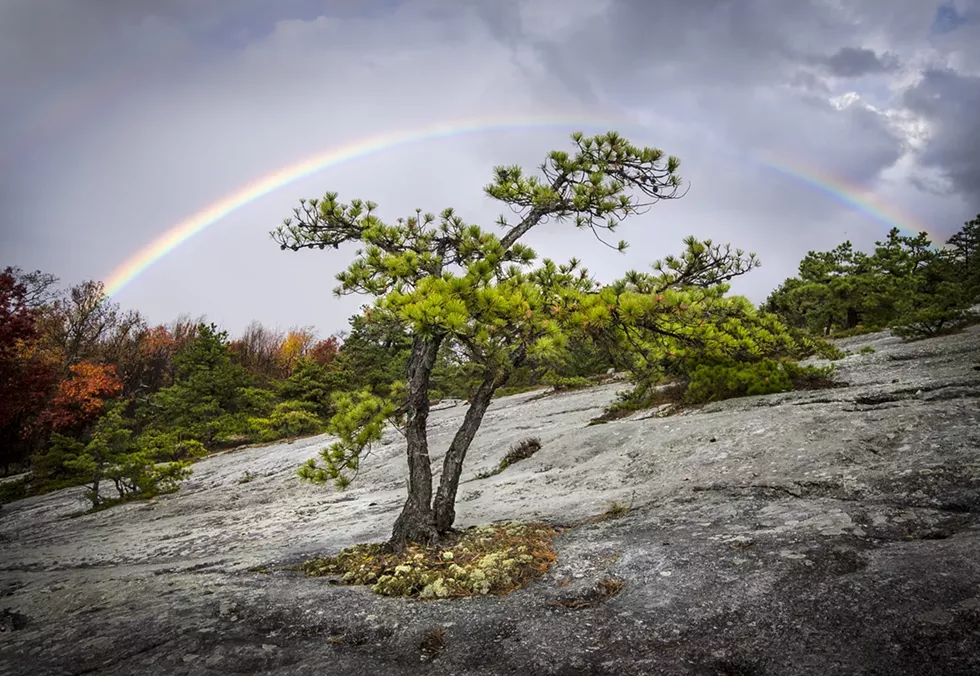 rainbow slab pitchpine