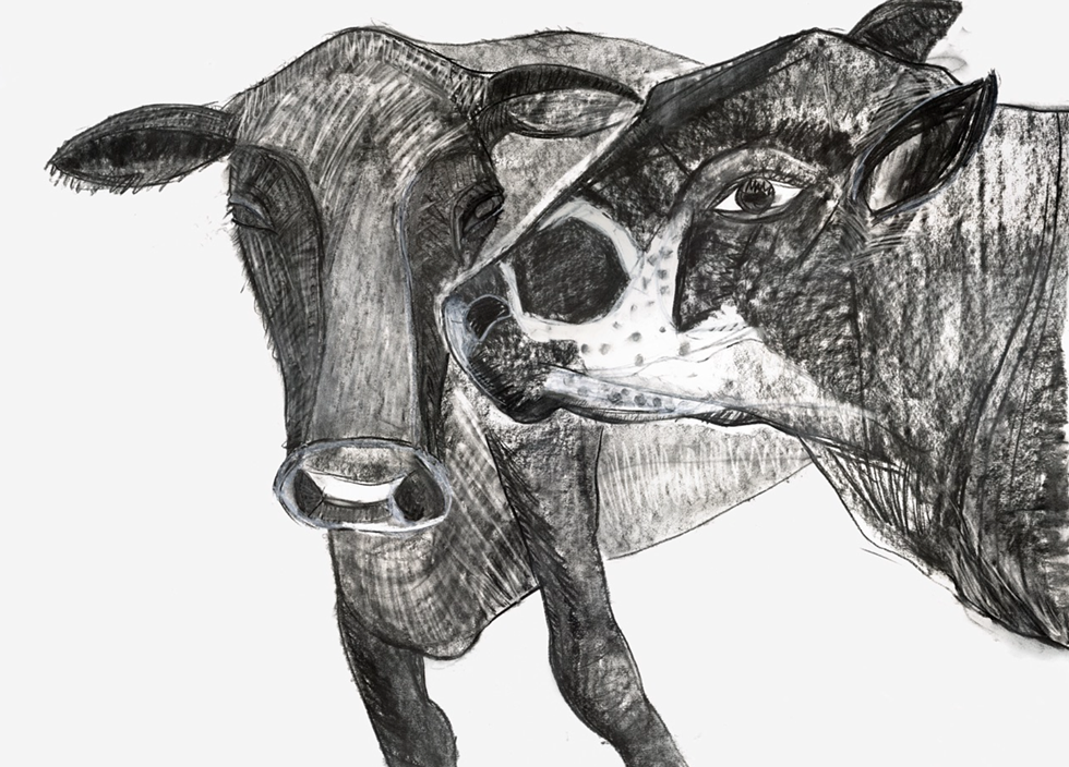 "Talking Cows"