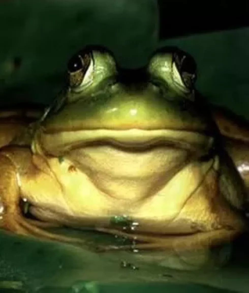 frog_stories_1.webp