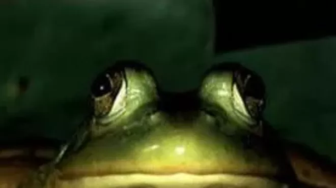 Image: Frog Fables and Salamander Stories