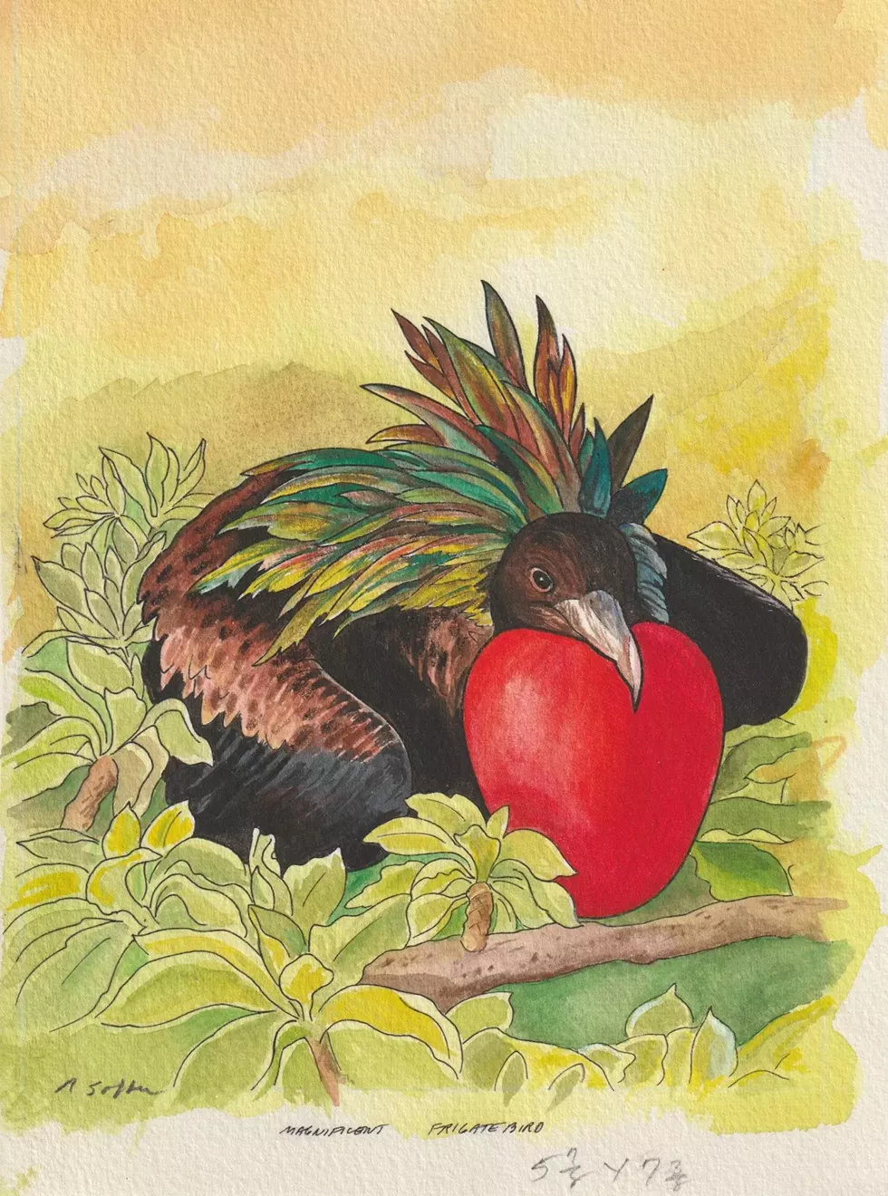 soffer_magnificent_frigate_bird_8.5x6.75.webp