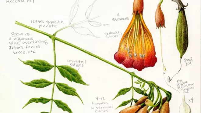 Image: Geometry in the Garden: Drawing Plants