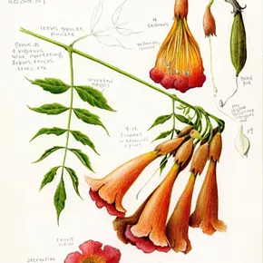 Image: Geometry in the Garden: Drawing Plants