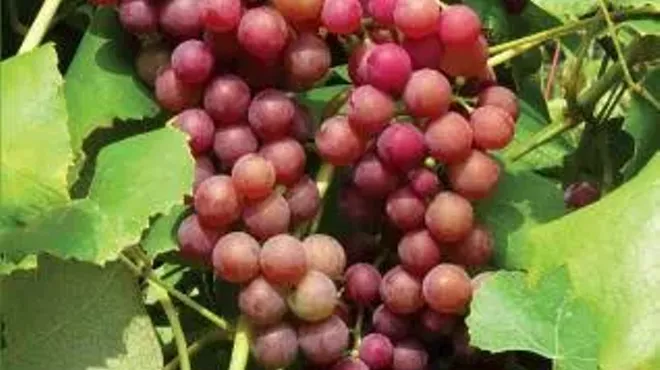 Image: "Grapes of the Hudson Valley" Author J. Stephen Casscles and Wine Tasting