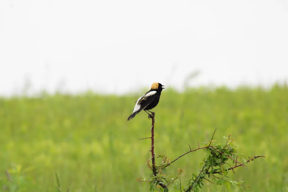 bobolink__13__compressed.webp